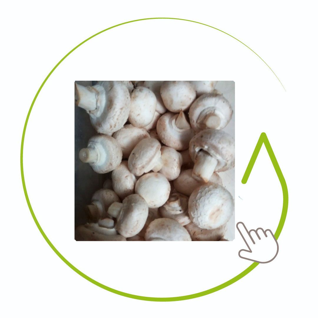 CHAMPIÑON 300 GR