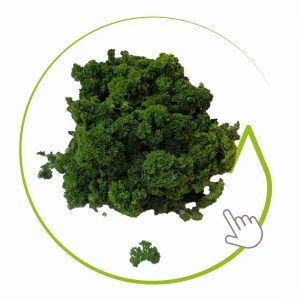 PEREJIL CRESPO 240 GR APROX.