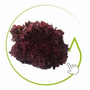 LECHUGA CRESPA MORADA 240 GR APROX.