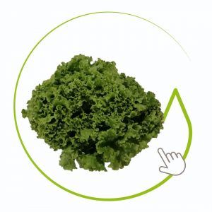 LECHUGA CRESPA VERDE 240 GR APROX.