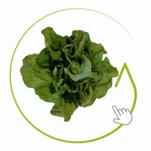LECHUGA VERDE LISA 240 GR APROX.